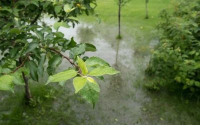 What Causes Sewer Line Damage in Simpsonville, SC Homes?