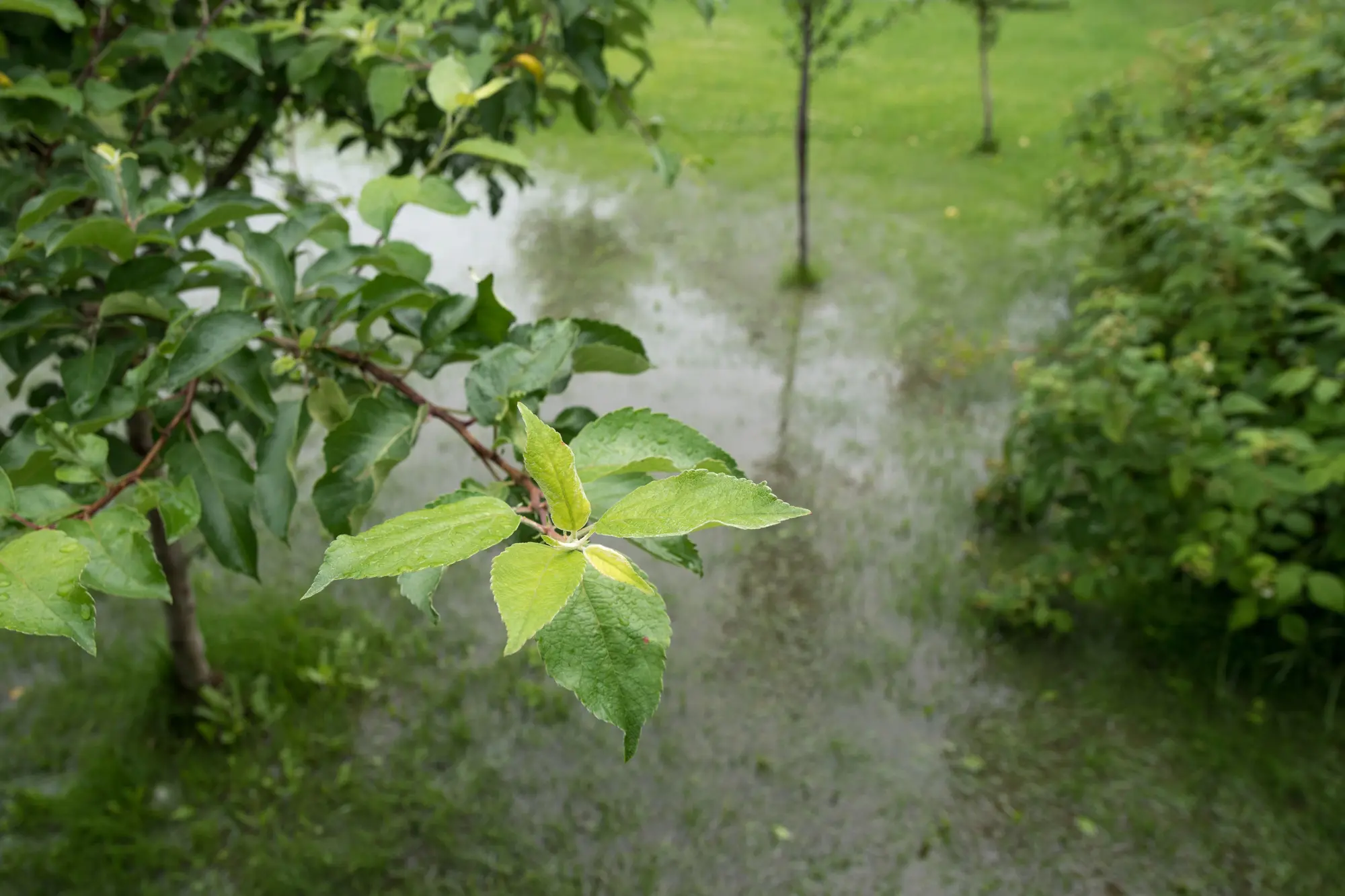 warmer-water-sewer-line-damage-simpsonville Standing water and soggy grass in a yard signaling sewer line damage